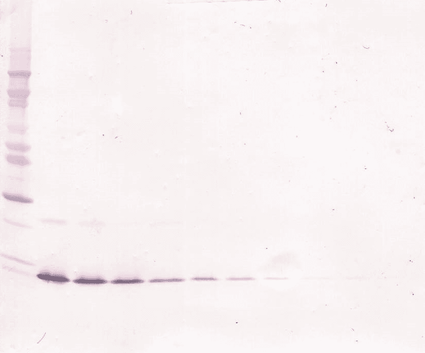 IL13 Antibody
