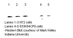 NUDT1 / MTH1 Antibody (C-Terminus, Biotin)