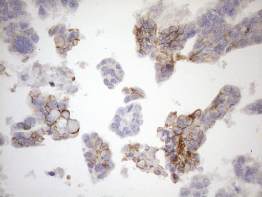 NPPB / BNP Antibody (aa27-102, clone OTI6F8, Carrier-free)