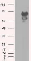 SNX9 / WISP Antibody (clone OTI2G4)