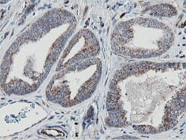 MRPS27 Antibody (clone OTI3A8)