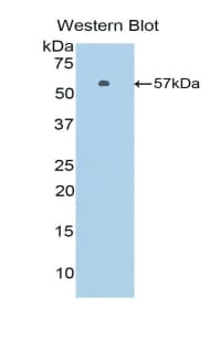 CASP14 / Caspase 14 Antibody (aa1-257)