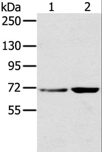 SNX2 Antibody
