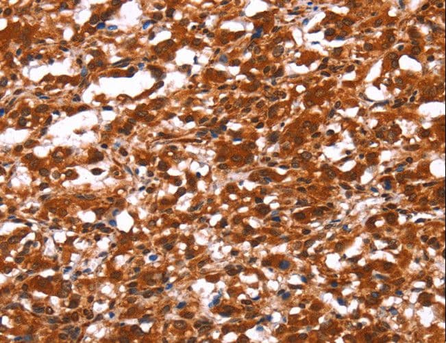 FUT1 / HSC Antibody