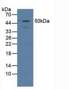 PSMD5 Antibody (aa143-341, Biotin)