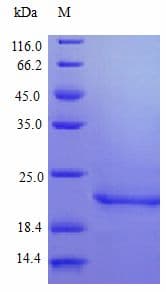Human IFN Beta / Interferon Beta Protein (Recombinant)
