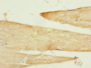 Polyclonal Rabbit anti-Human SAMM50 Antibody (IHC, WB)