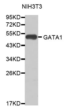 GATA1 Antibody