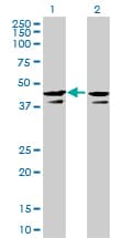 Monoclonal Mouse anti-Human CSNK2A1 Antibody (clone 3D9, IF, WB)