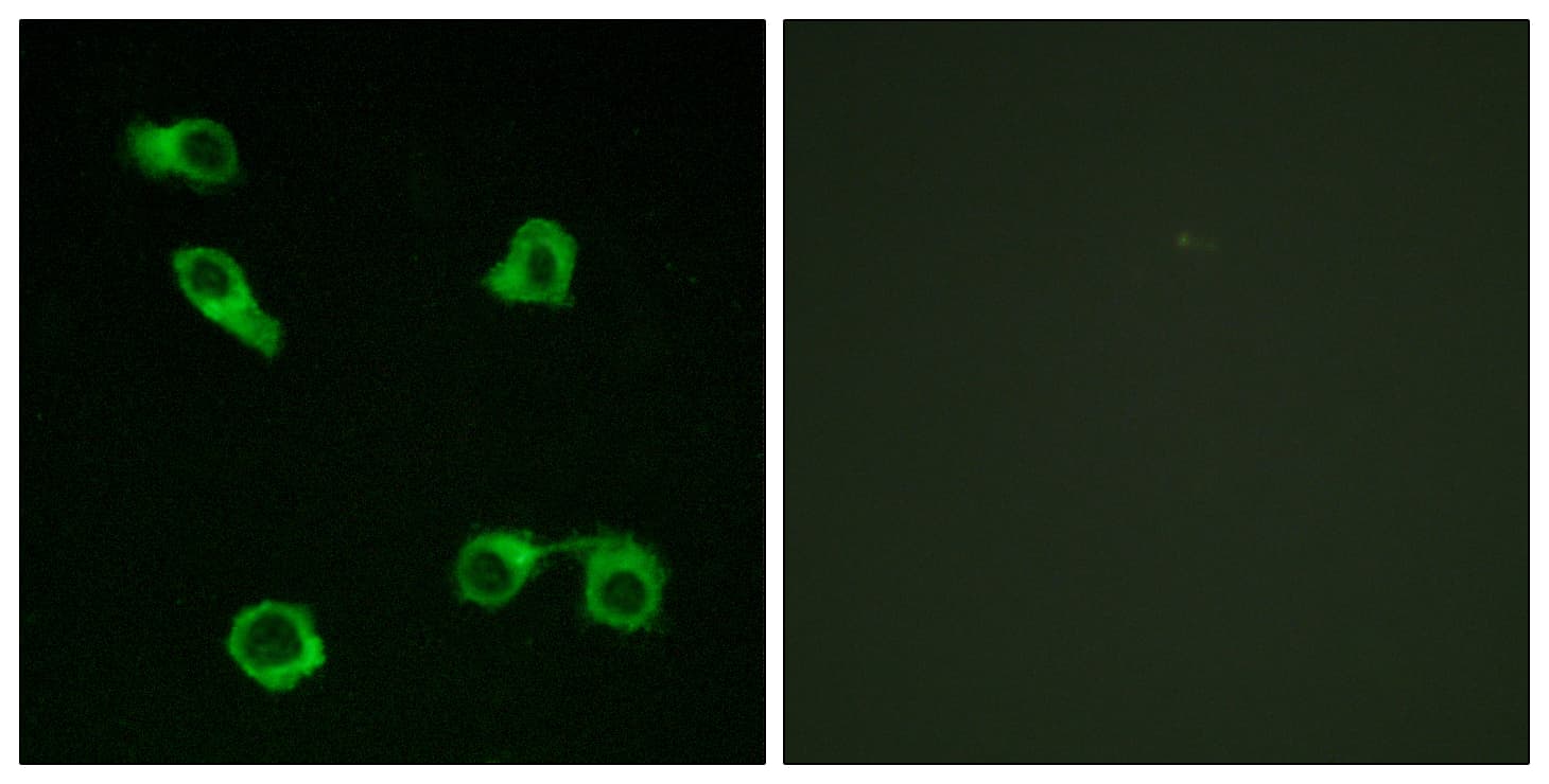PTGER3 / EP3 Antibody (aa1-50)