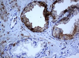Selenium Binding Protein 1 Antibody (clone 3D4, Carrier-free)