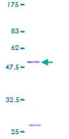 Human MRPS23 Protein (Recombinant GST)