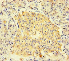FNIP1 Antibody