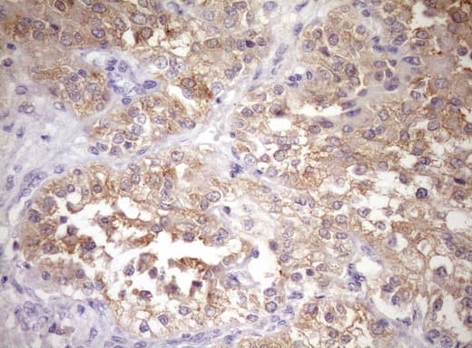 WIBG Antibody (clone OTI1E10, Carrier-free)