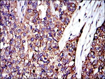 CRK Antibody (clone 3G11C1)