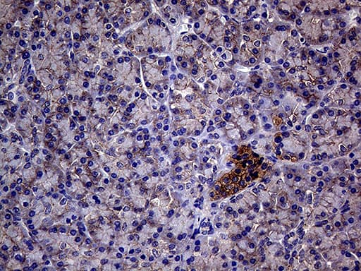 GNAS Antibody (clone OTI7A6)