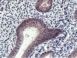 Monoclonal Mouse anti-Human MIER2 Antibody (clone OTI3G7, aa1-296, IHC, WB)