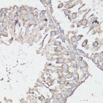 MTOR Antibody