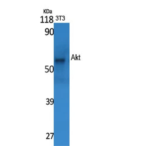 AKT1 Antibody (400-480 aa)