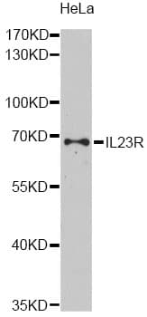 IL23R Antibody