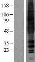 MRGD / MRGPRD Protein (Over-Expression Lysate Myc-DDK (Flag))