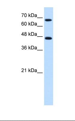 PathPlus™ NR4A2 / NURR1 Antibody (C-Terminus)