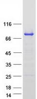 Human SH3BP2 Protein (Recombinant Myc-DDK (Flag))