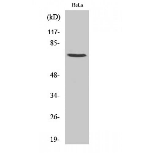 Polyclonal Rabbit anti-Human KHSRP / FBP2 Antibody (N-Terminal, WB)