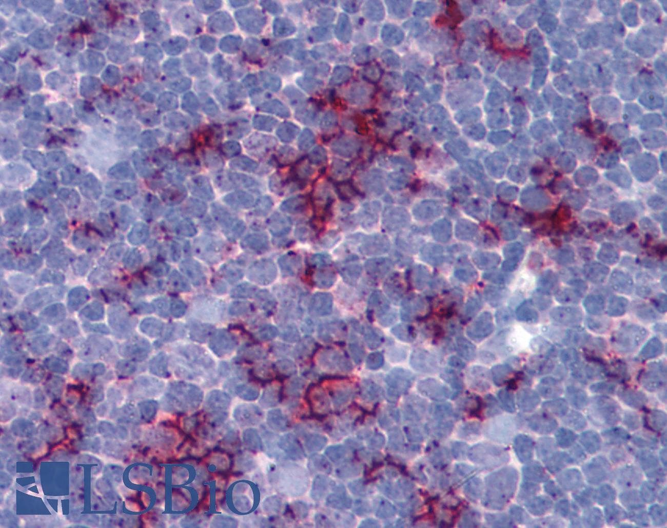 IHC-plus™ TLR8 Antibody