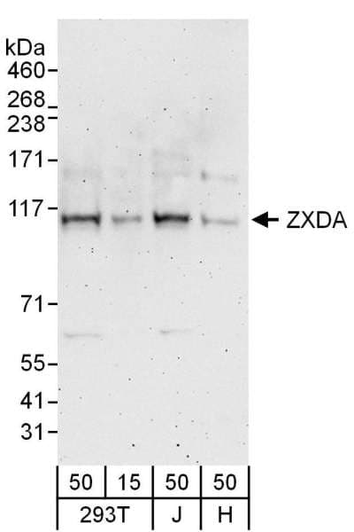 ZXDA Antibody (aa1-50)