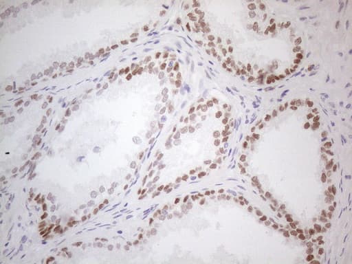 MKX Antibody (clone OTI6B12)