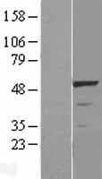 Human STK11 / LKB1 Protein (Over-Expression Lysate Myc-DDK (Flag))