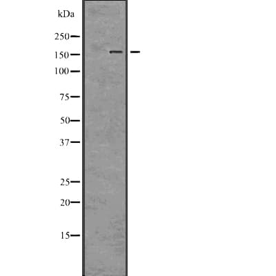 BRD4 Antibody