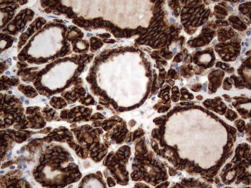 Monoclonal Mouse anti-Human CD44 Antibody (clone UMAB134, Carrier-free, IHC, IF, WB)