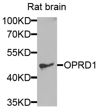 OPRD1 / Delta Opioid Receptor Antibody