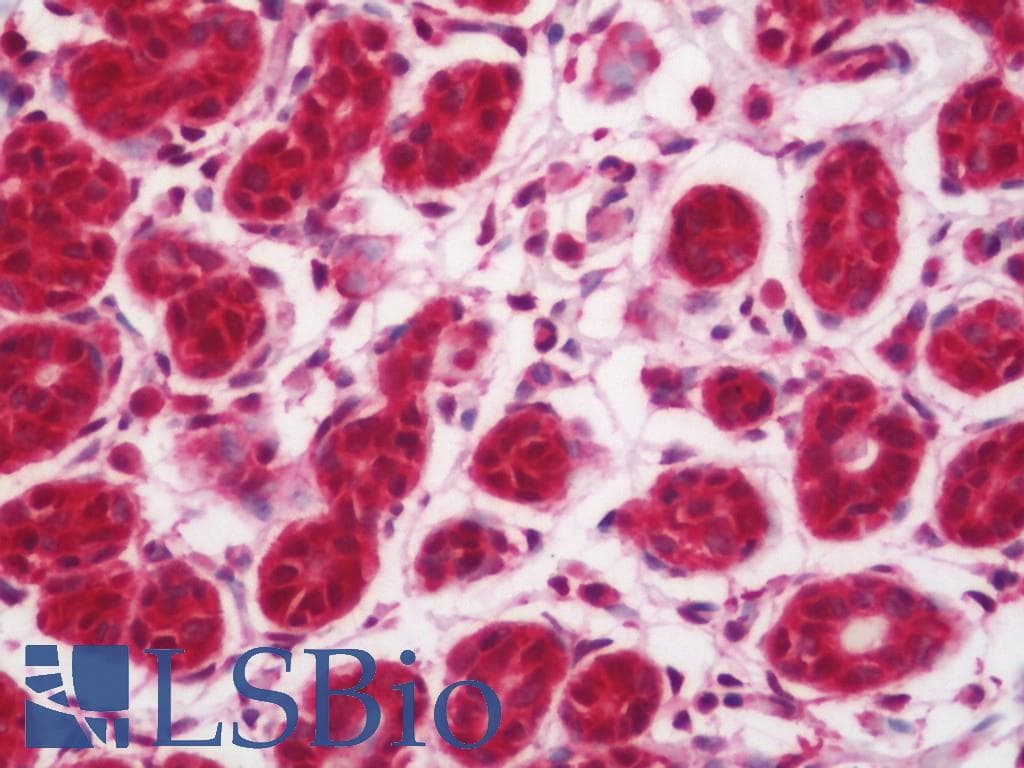 IHC-plus™ PPIA / Cyclophilin A Antibody
