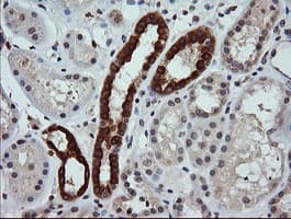 CD45 / LCA Antibody (clone OTI2H1)