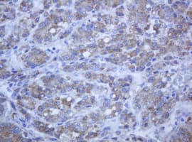 PCDH7 Antibody (clone OTI1A2, Carrier-free)