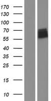 CEACAM20 Protein (Over-Expression Lysate Myc-DDK (Flag))