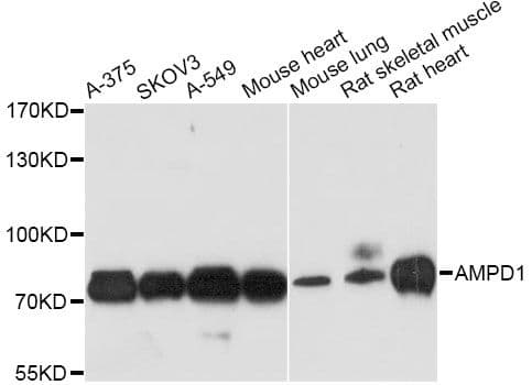 AMPD1 Antibody