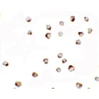 IHC-plus™ TGM7 / Transglutaminase 7 Antibody