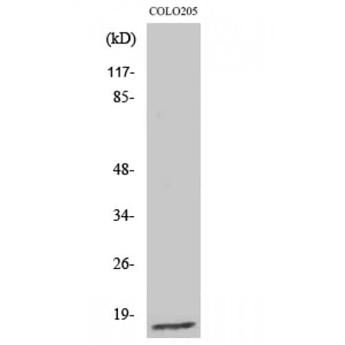 Polyclonal Rabbit anti-Human RPL27A Antibody (70-150 aa, C-terminal, IHC, IF, WB)