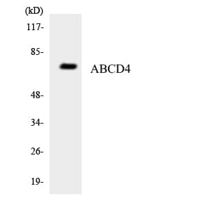 IHC-plus™ Polyclonal Rabbit anti-Human ABCD4 Antibody (aa98-147, IHC, WB)