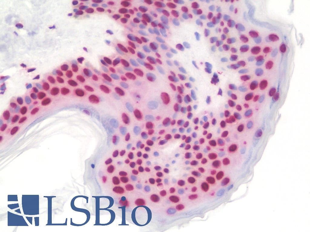 IHC-plus™ POM121 Antibody (aa1197-1246)