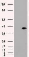 Monoclonal Mouse anti-Human MAPK8 / JNK1 Antibody (clone OTI1C2, IF, WB)