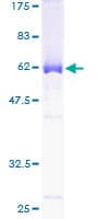Human NCOA5 Protein (Recombinant GST)