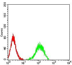 ADAM8 Antibody (clone 2C1F3)