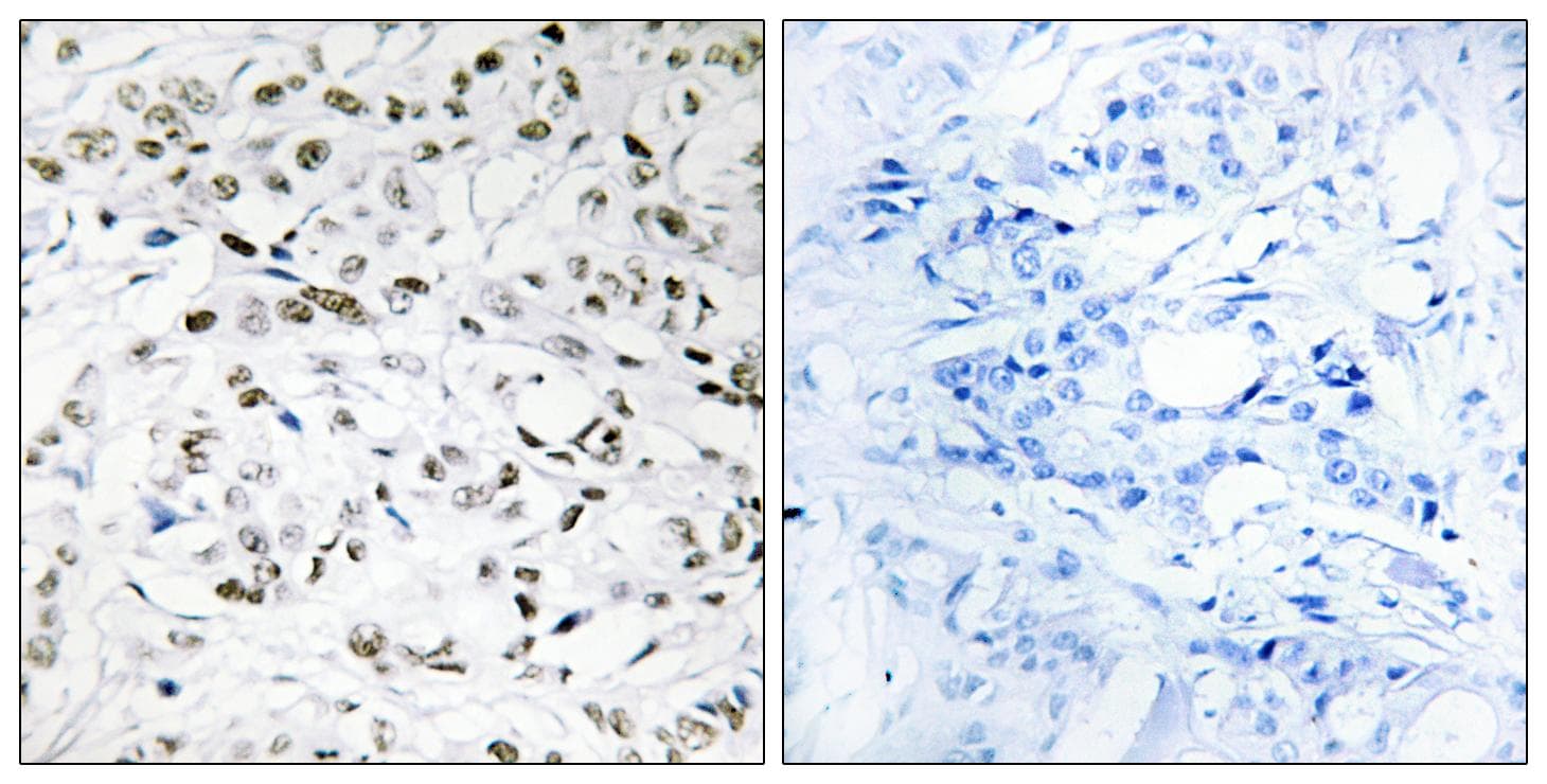 TCEB3 / Elongin A Antibody