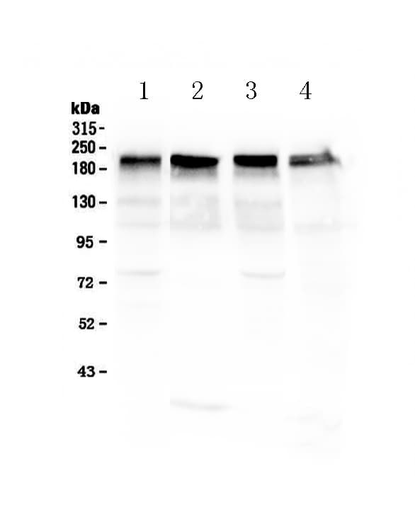 LAMC1 / Laminin Gamma 1 Antibody