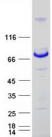 Human MTMR14 Protein (Recombinant Myc-DDK (Flag))